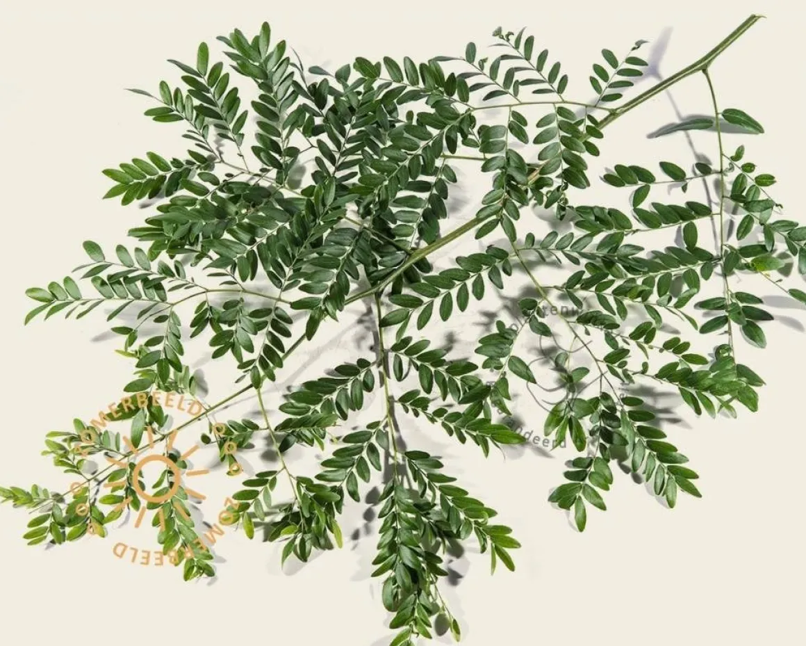 Gleditsia triacanthos 'Draves'