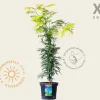 Gleditsia triacanthos 'Sunburst' - XL
