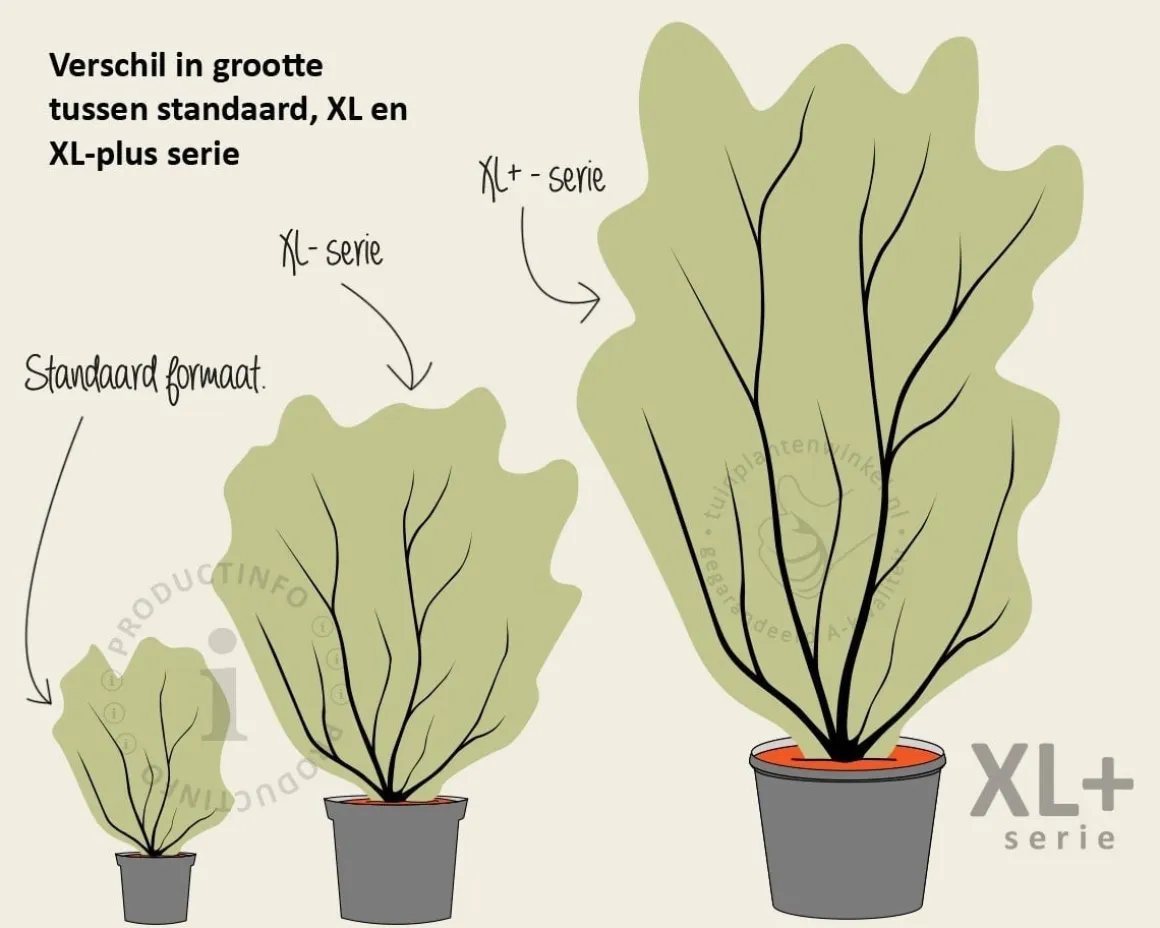 Gleditsia triacanthos 'Sunburst' - XL+