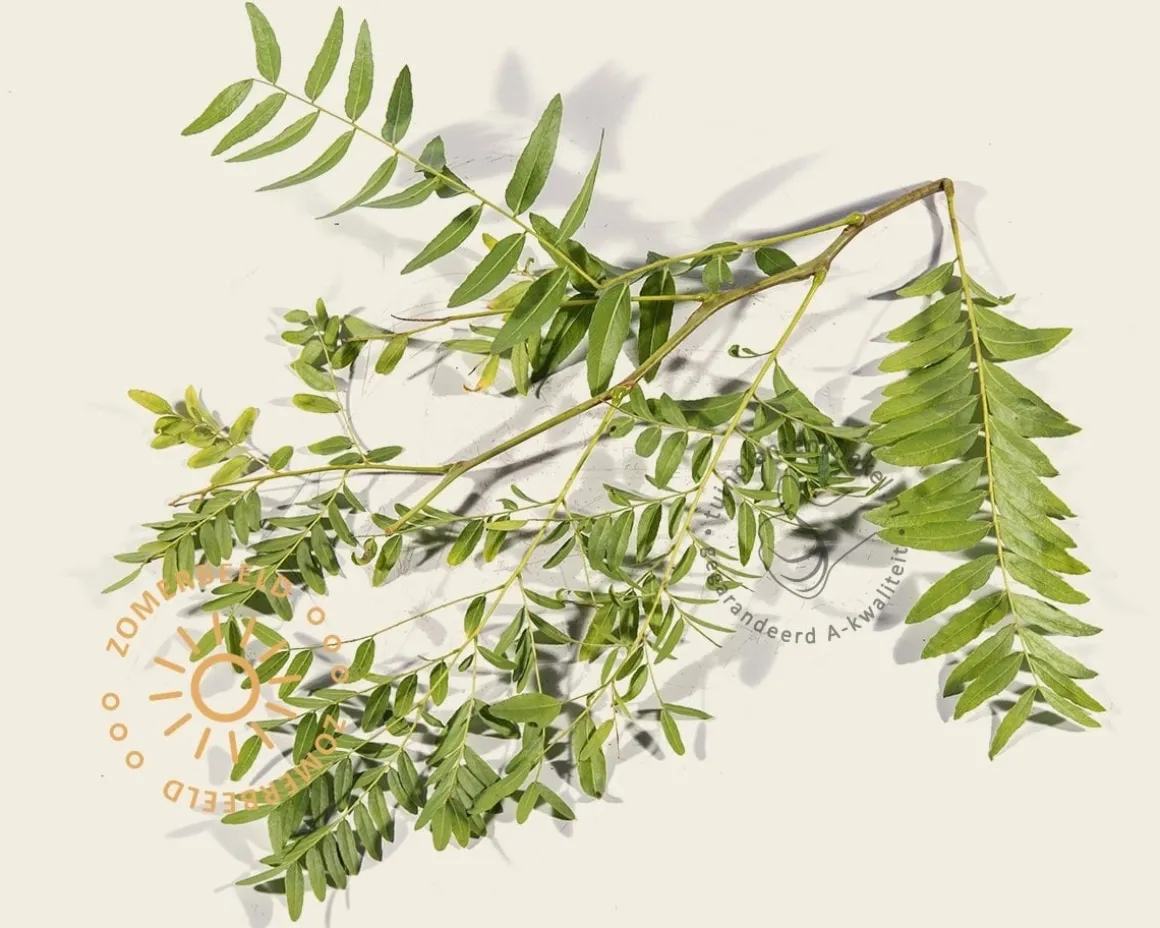Gleditsia triacanthos 'Sunburst' - XL+