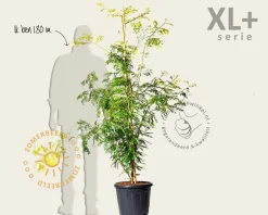 Gleditsia triacanthos 'Sunburst' - XL+