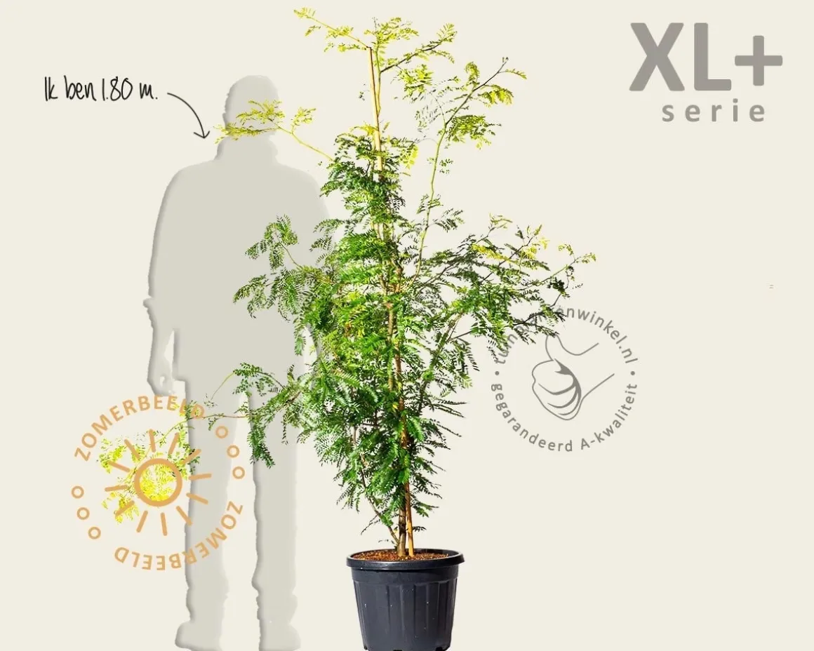 Gleditsia triacanthos 'Sunburst' - XL+