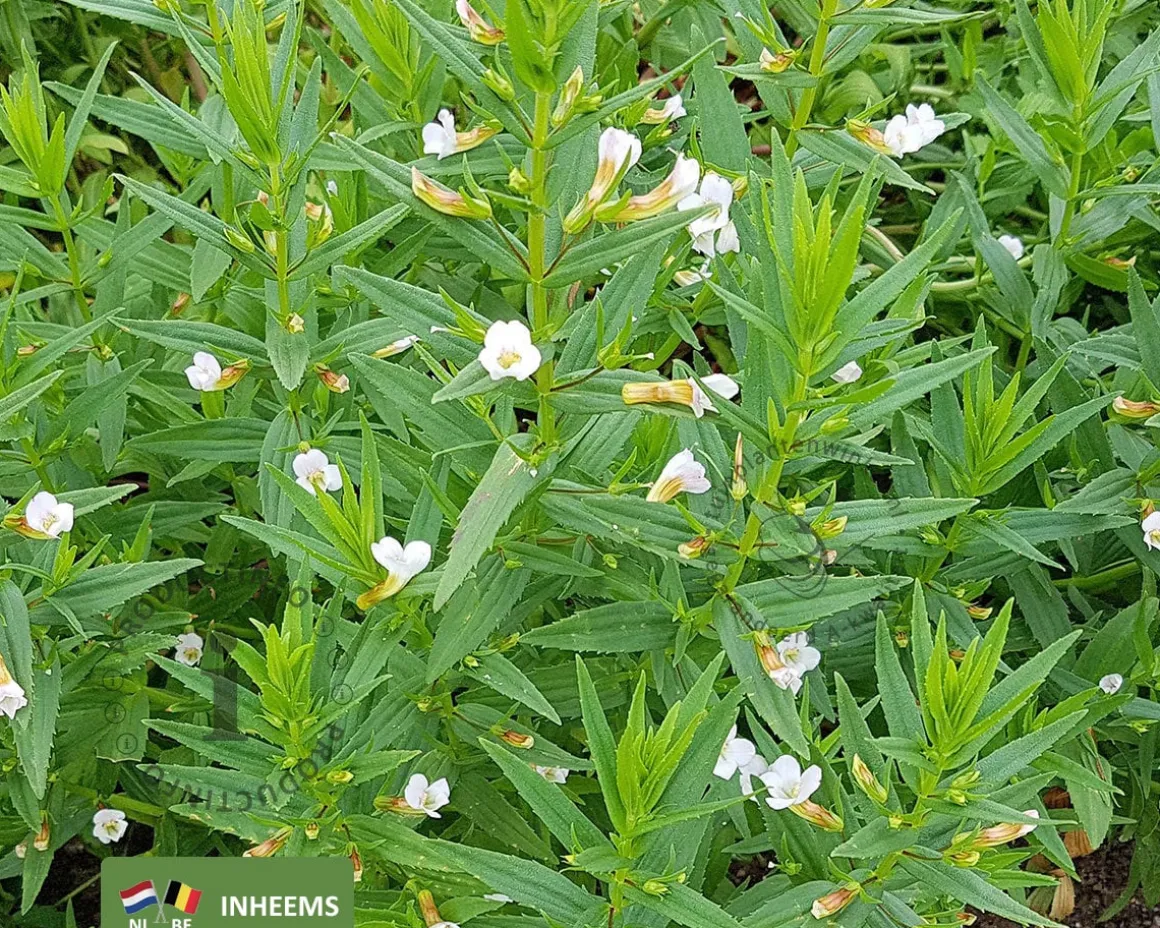 Gratiola officinalis