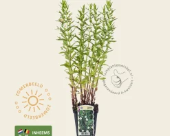 Gratiola officinalis