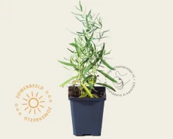 Gypsophila paniculata