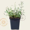 Gypsophila repens 'Alba'