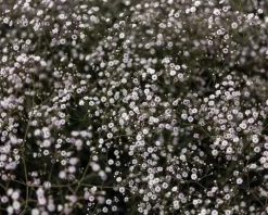 Gypsophila 'Rosenschleier'