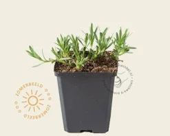 Gypsophila 'Rosenschleier'