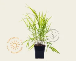 Hakonechloa macra 'Allgold'