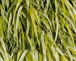 Hakonechloa macra 'Aureola'