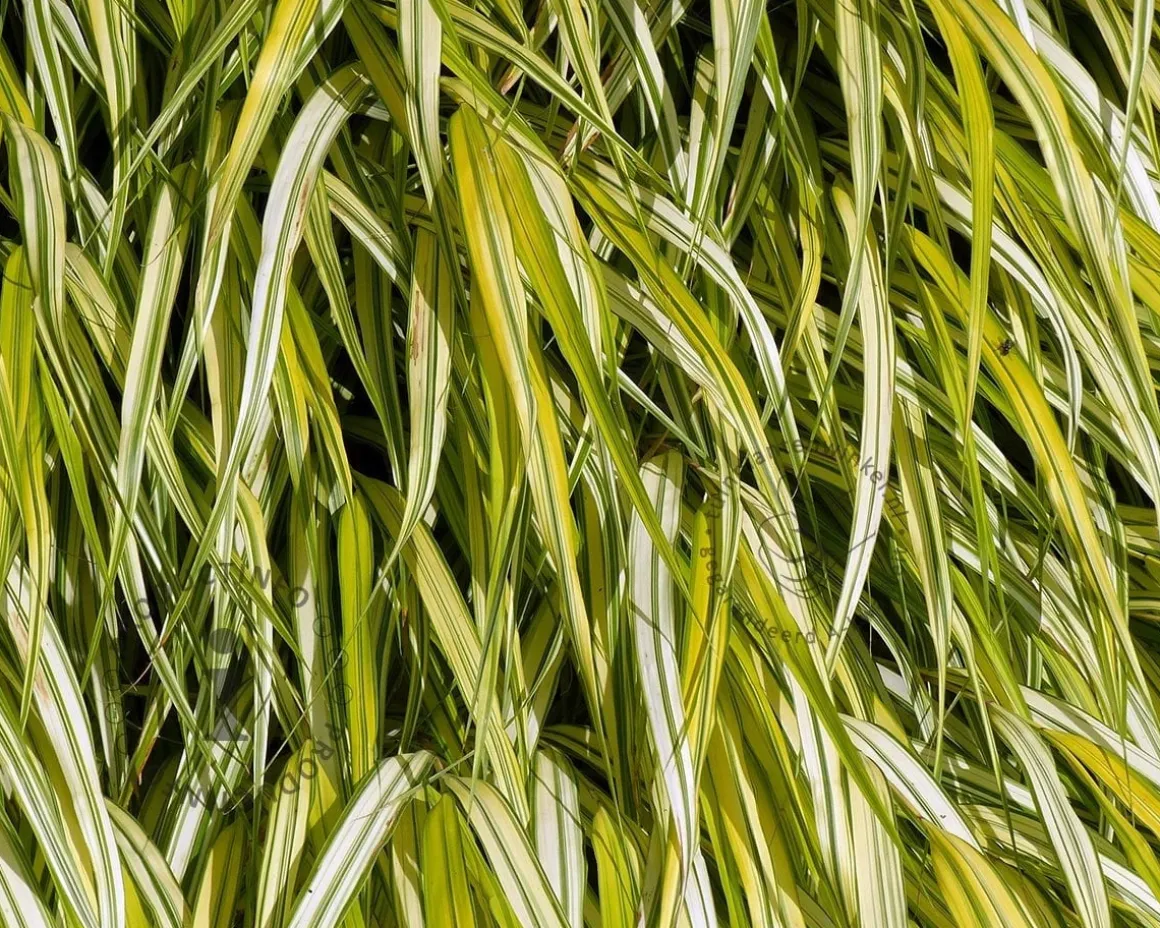Hakonechloa macra 'Aureola'