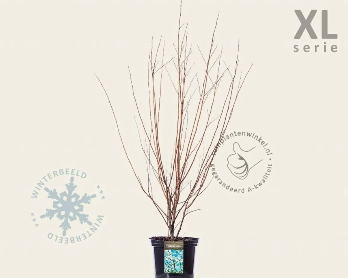 Halesia carolina - XL