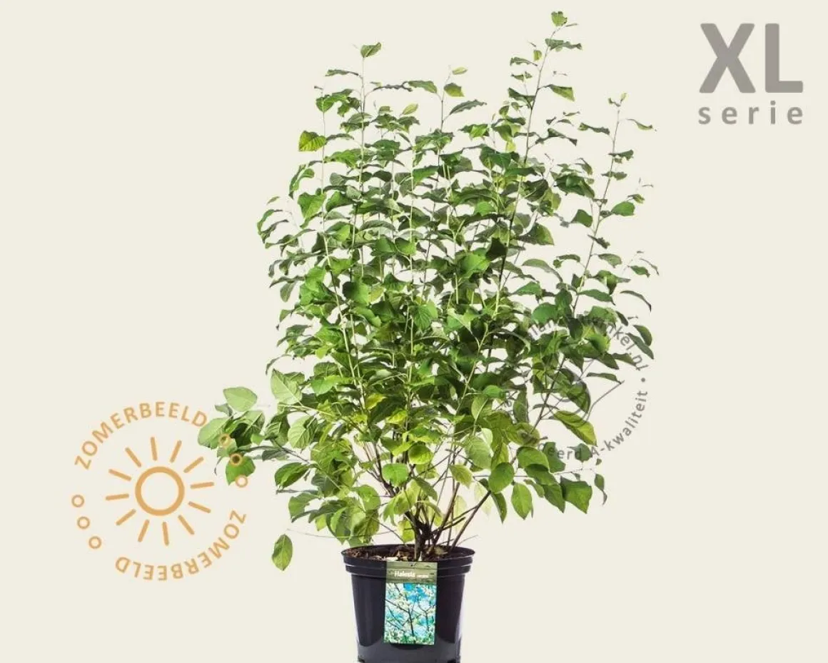 Halesia carolina - XL