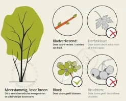 Halesia carolina - XL+