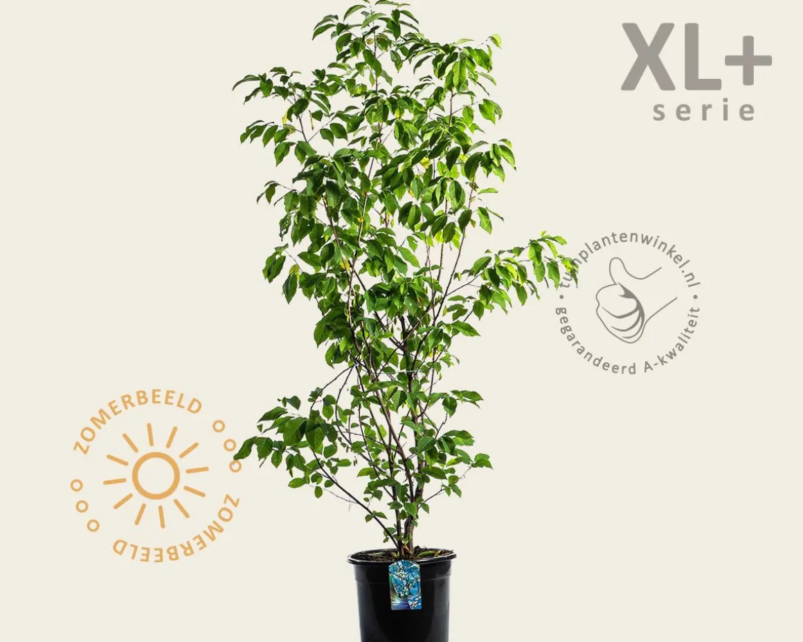 Halesia carolina - XL+