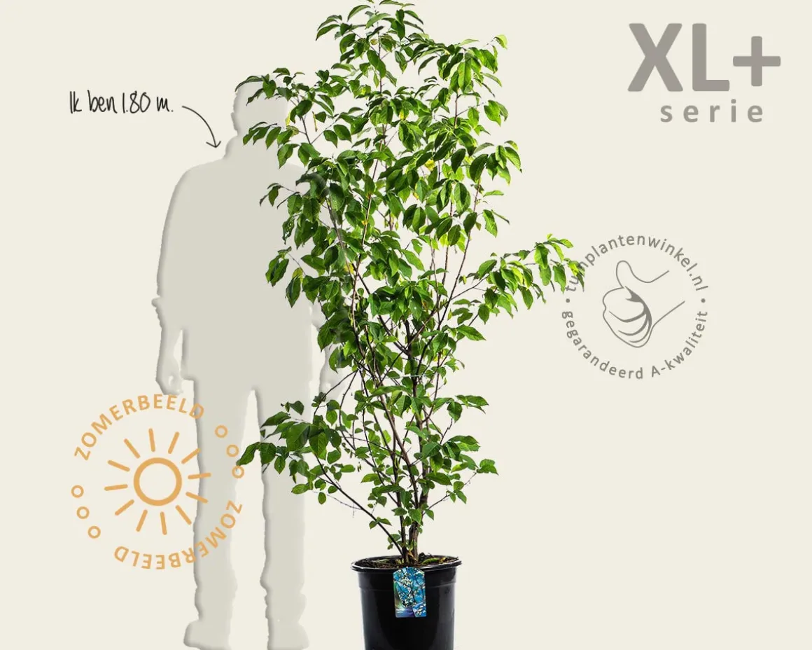 Halesia carolina - XL+