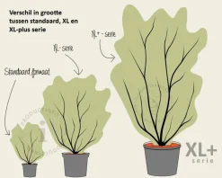 Halesia carolina - XL+