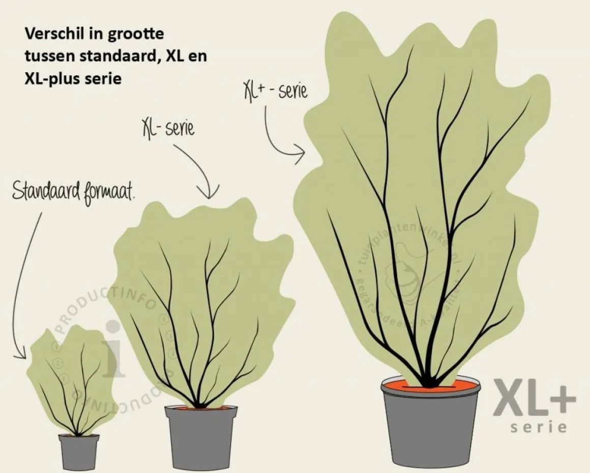 Halesia carolina - XL+