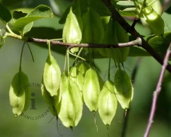 Halesia carolina - XL+