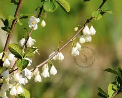 Halesia carolina - XL+