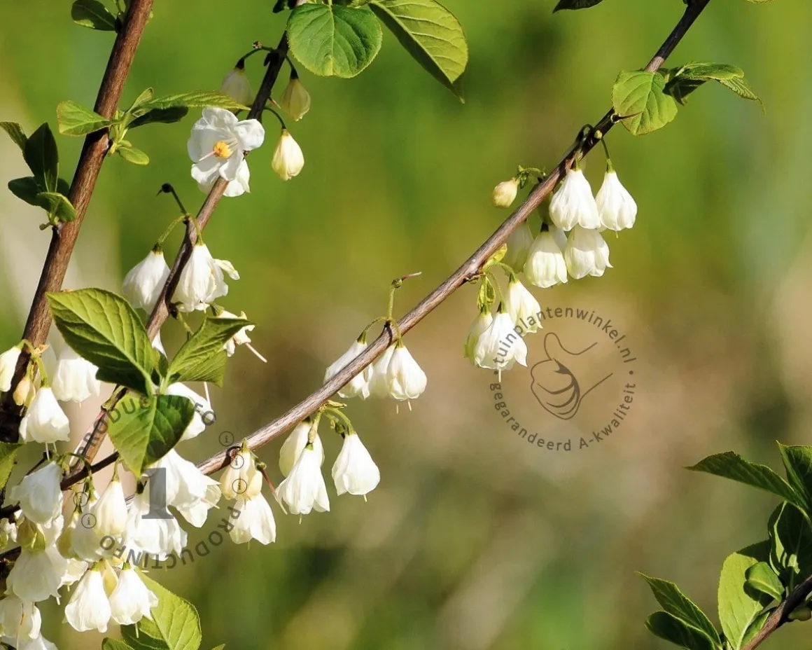 Halesia carolina - XL+