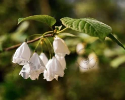 Halesia monticola - hoogstam
