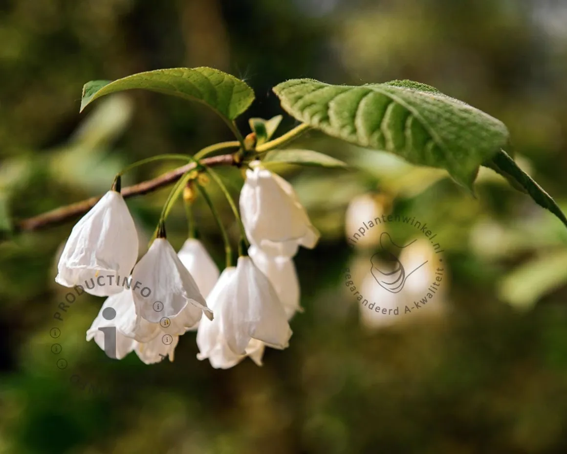 Halesia monticola - hoogstam