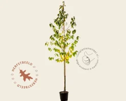 Halesia monticola - hoogstam