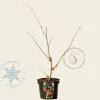 Hamamelis x intermedia 'Aphrodite'