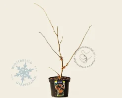 Hamamelis x intermedia 'Aphrodite'