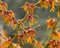Hamamelis x intermedia 'Aphrodite'