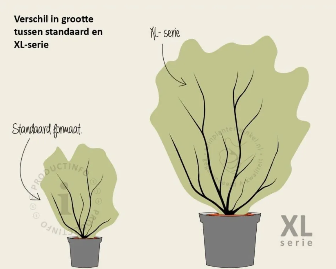 Hamamelis x intermedia 'Arnold Promise' - XL