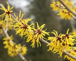 Hamamelis x intermedia 'Arnold Promise' - XL