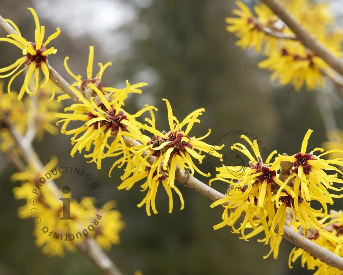 Hamamelis x intermedia 'Arnold Promise' - XL