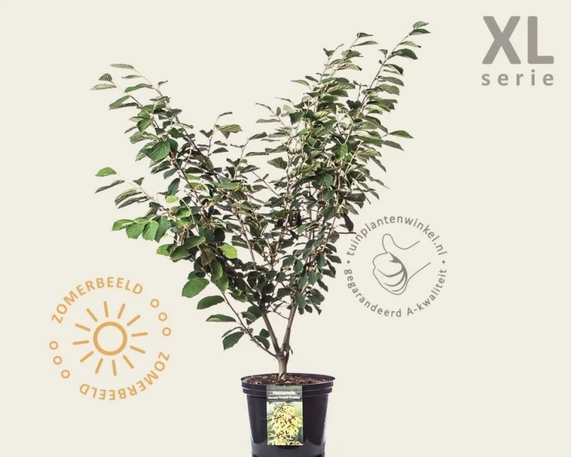 Hamamelis x intermedia 'Arnold Promise' - XL
