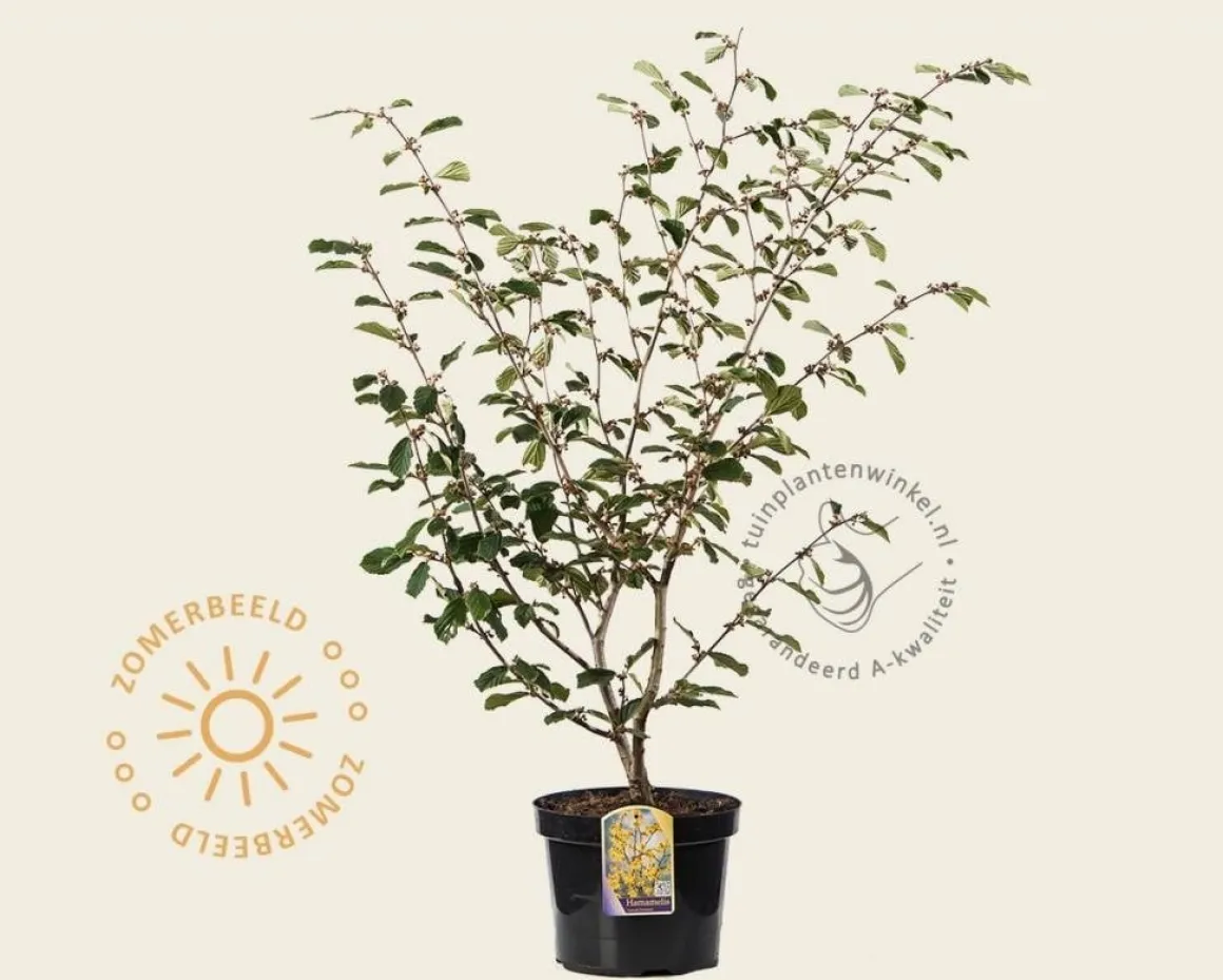 Hamamelis x intermedia 'Arnold Promise'