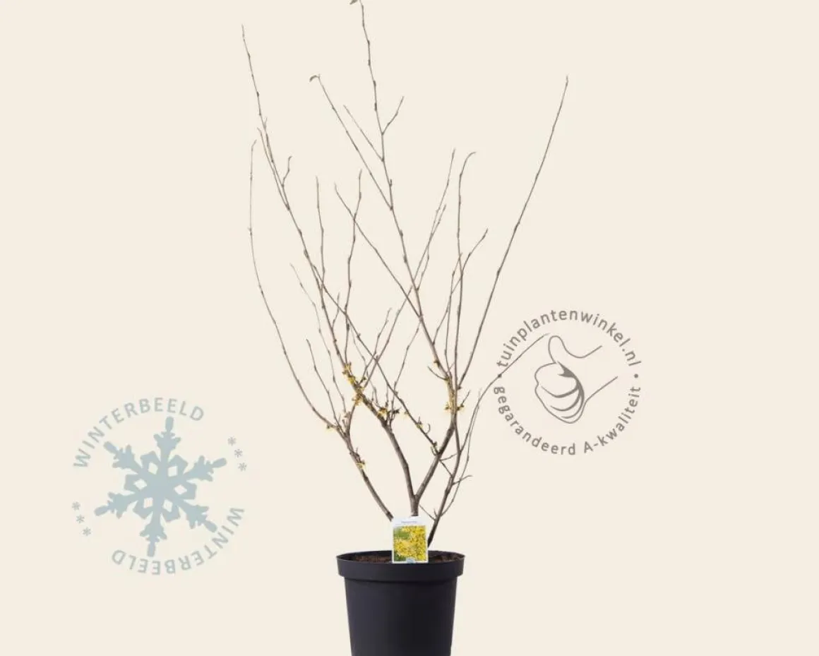 Hamamelis x intermedia 'Arnold Promise'