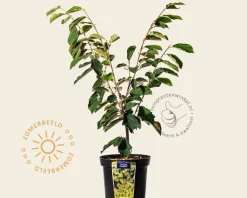 Hamamelis x intermedia 'Arnold Promise'