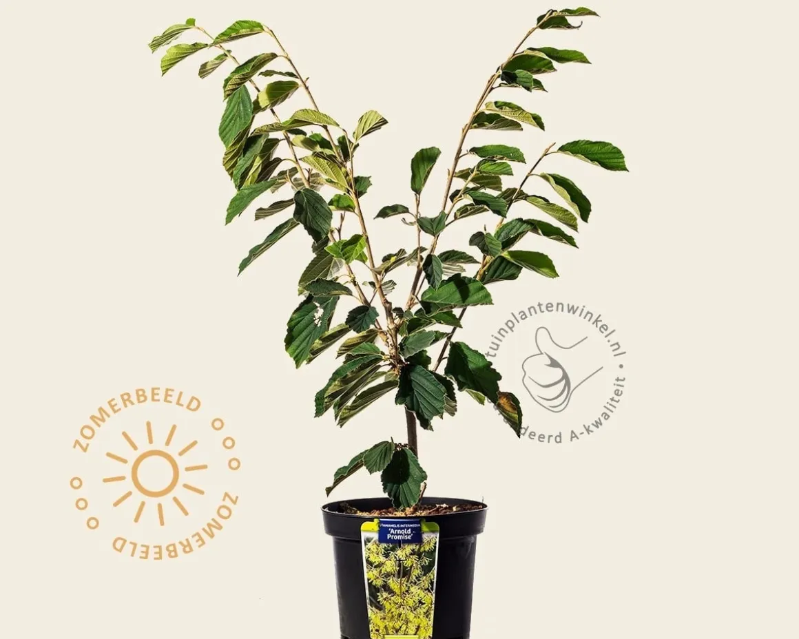 Hamamelis x intermedia 'Arnold Promise'