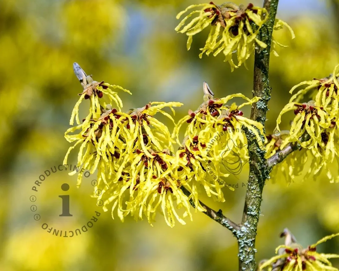 Hamamelis x intermedia 'Arnold Promise'