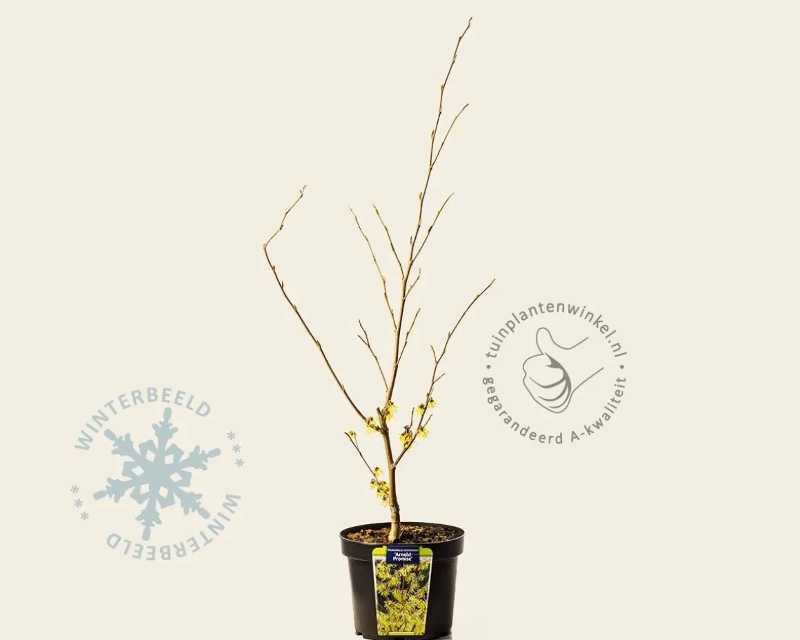 Hamamelis x intermedia 'Arnold Promise'