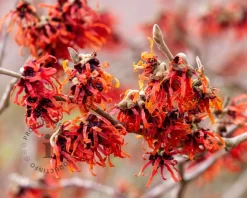 Hamamelis x intermedia 'Diane'