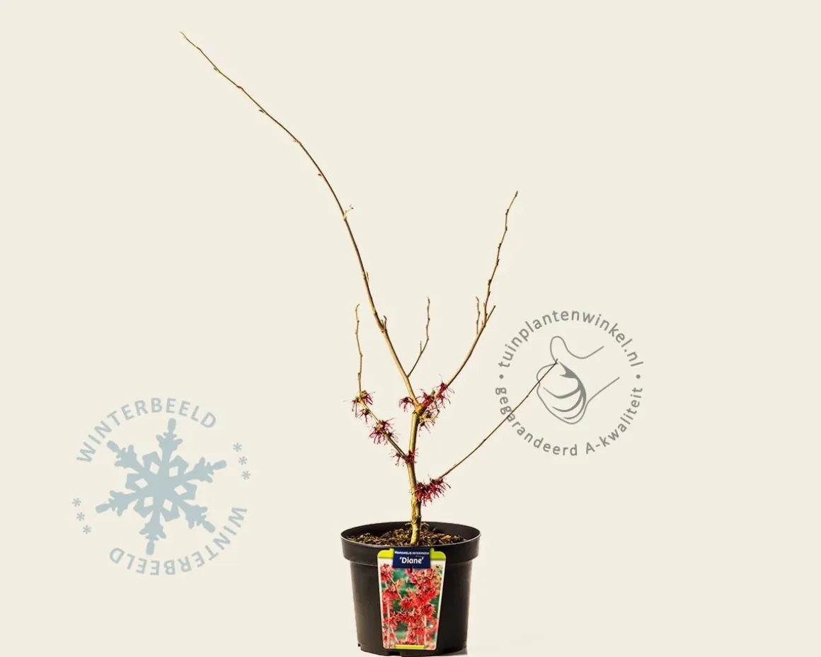 Hamamelis x intermedia 'Diane'