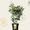 Hamamelis x intermedia 'Pallida' - XL