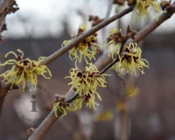Hamamelis x intermedia 'Pallida' - XL