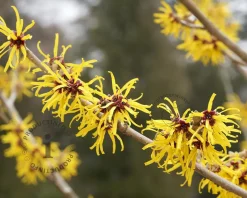 Hamamelis x intermedia 'Pallida'