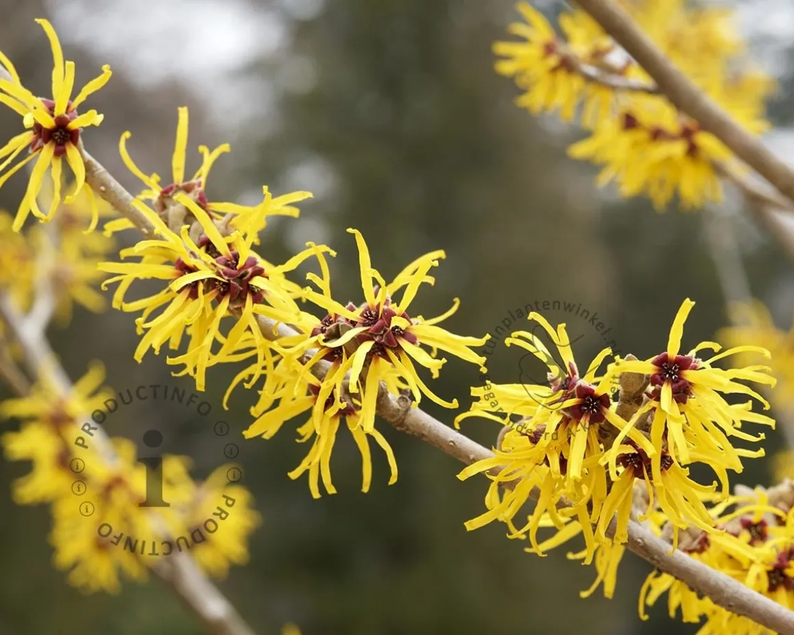 Hamamelis x intermedia 'Pallida'
