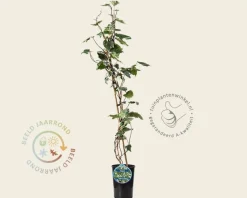 Hedera colchica 'Gloire de Marengo'