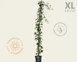 Hedera colchica 'Gloire de Marengo'