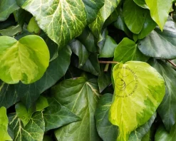 Hedera colchica 'Sulphur Heart'